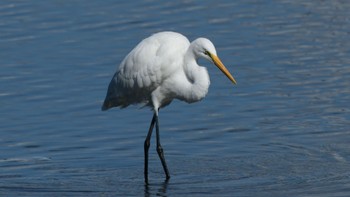 Great Egret(modesta)  磐田大池 Sun, 10/22/2023