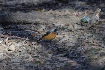 Daurian Redstart 秋ヶ瀬公園(ピクニックの森) Thu, 10/26/2023