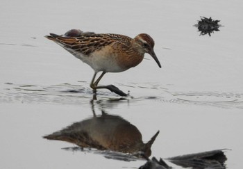 Sharp-tailed Sandpiper Unknown Spots Thu, 10/5/2023