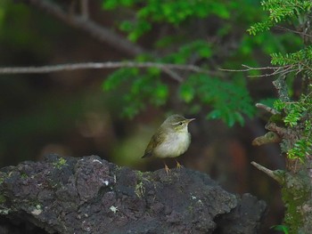 Japanese Leaf Warbler Okuniwaso(Mt. Fuji) Sat, 7/8/2017