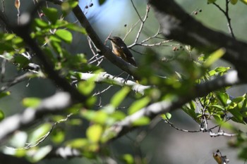 2023年10月26日(木) 水元公園の野鳥観察記録