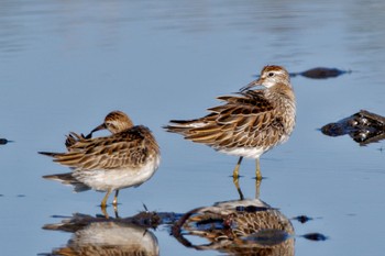 Sharp-tailed Sandpiper Inashiki Sat, 10/14/2023