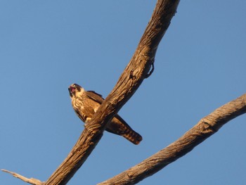 Australian Hobby Lions Dryandra Woodland Village Tue, 10/10/2023