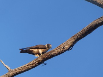 Australian Hobby Lions Dryandra Woodland Village Tue, 10/10/2023