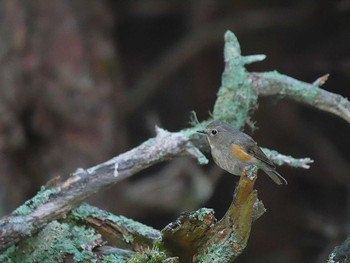 Red-flanked Bluetail Okuniwaso(Mt. Fuji) Sat, 7/8/2017