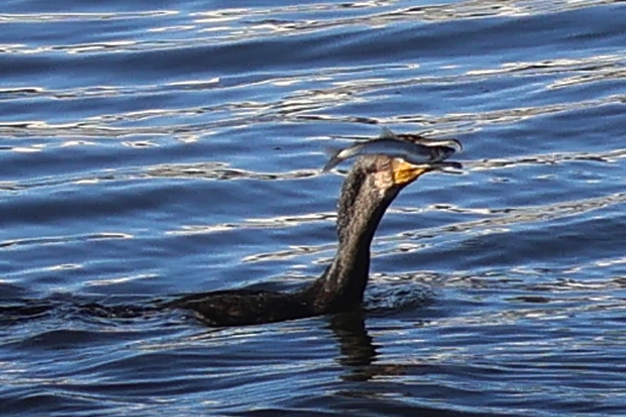 Great Cormorant