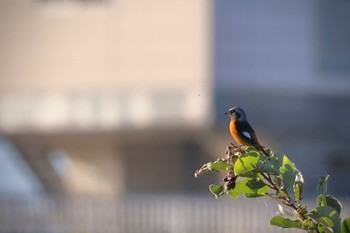 2023年10月22日(日) 利根大堰の野鳥観察記録