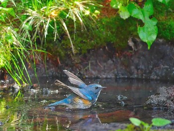 Red-flanked Bluetail Okuniwaso(Mt. Fuji) Sat, 7/8/2017