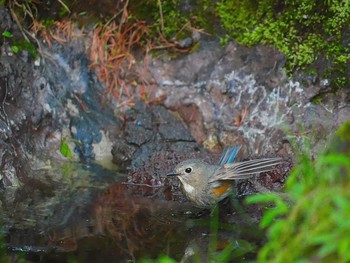 Red-flanked Bluetail Okuniwaso(Mt. Fuji) Sat, 7/8/2017