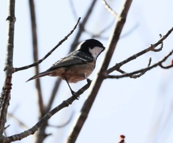 2023年10月22日(日) 女神湖周辺の野鳥観察記録