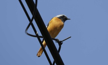 Daurian Redstart 和歌山市 Tue, 10/24/2023