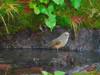 Red-flanked Bluetail Okuniwaso(Mt. Fuji) Sat, 7/8/2017