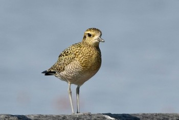 Pacific Golden Plover Daijugarami Higashiyoka Coast Mon, 10/16/2023