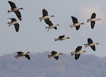 Greater White-fronted Goose 舞鶴遊水地 Thu, 10/26/2023