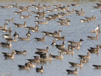 Greater White-fronted Goose 舞鶴遊水地 Thu, 10/26/2023