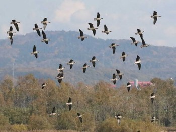 Greater White-fronted Goose 舞鶴遊水地 Thu, 10/26/2023