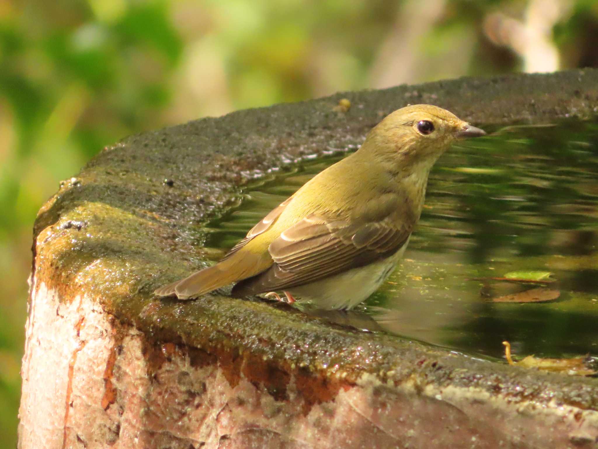 Narcissus Flycatcher