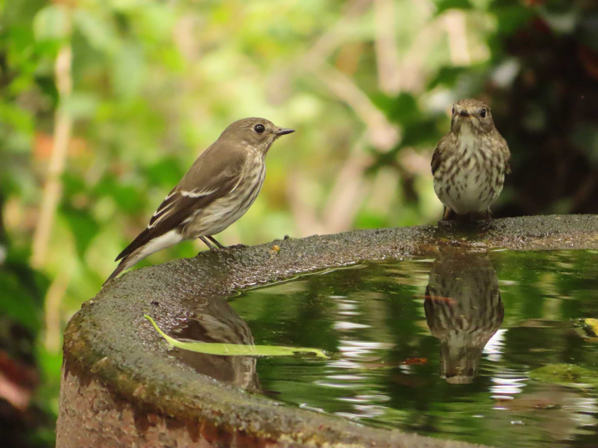 Grey-streaked Flycatcher