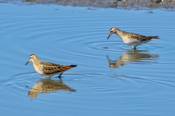 Sharp-tailed Sandpiper 茨城県 Sun, 10/22/2023