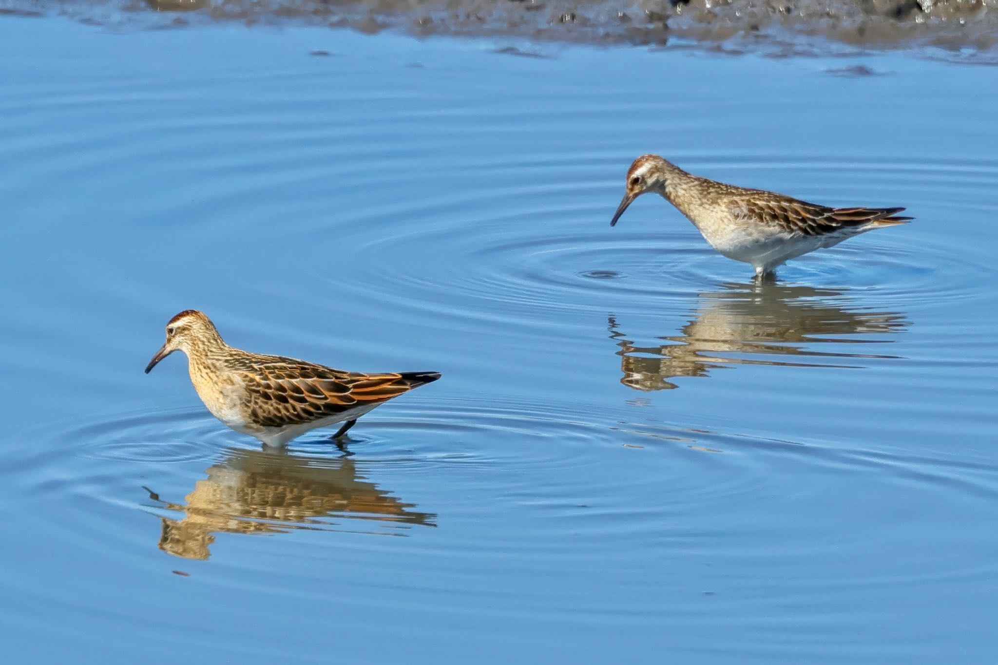 Photo of Sharp-tailed Sandpiper at 茨城県 by amachan