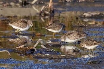 Temminck's Stint Inashiki Sun, 10/22/2023