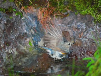 Red-flanked Bluetail Okuniwaso(Mt. Fuji) Sat, 7/8/2017