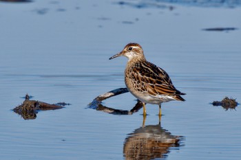 Sharp-tailed Sandpiper Inashiki Sat, 10/14/2023