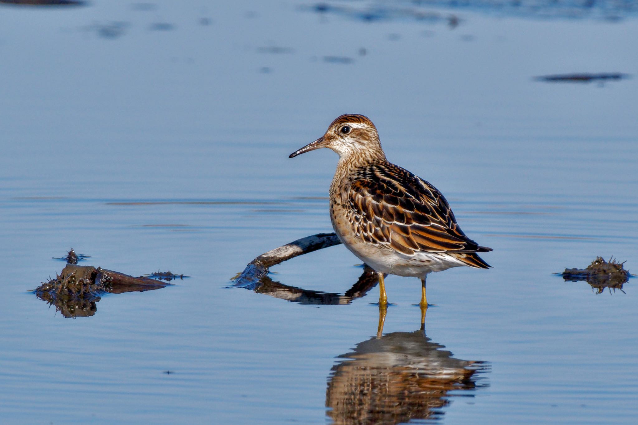 Photo of Sharp-tailed Sandpiper at Inashiki by アポちん