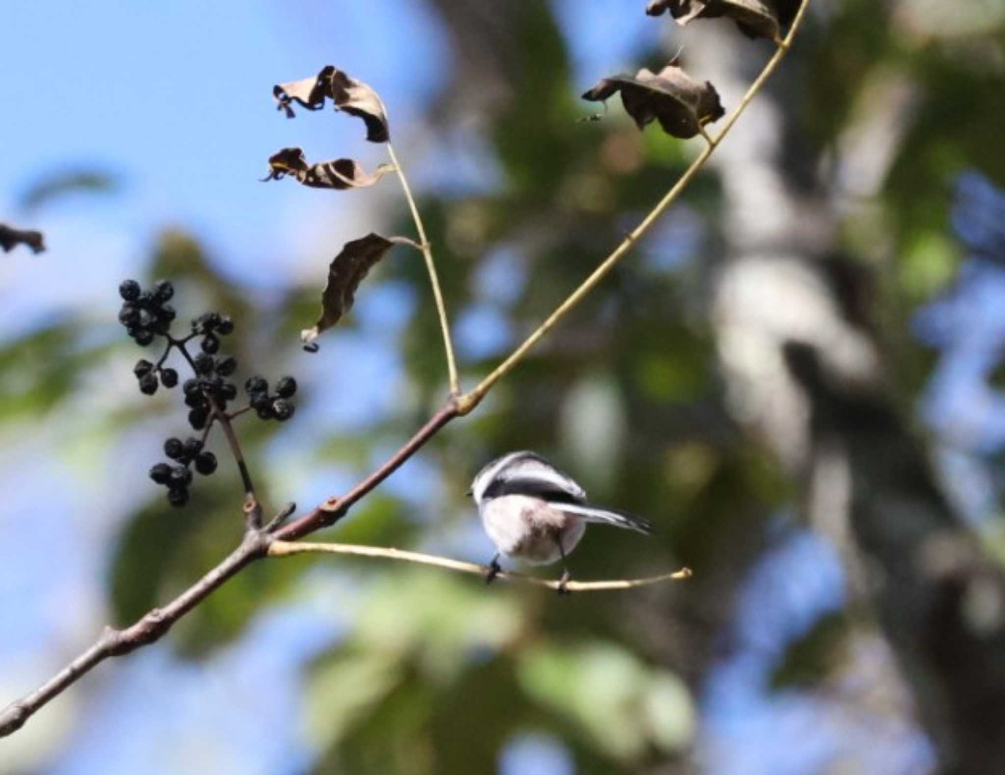 Long-tailed Tit