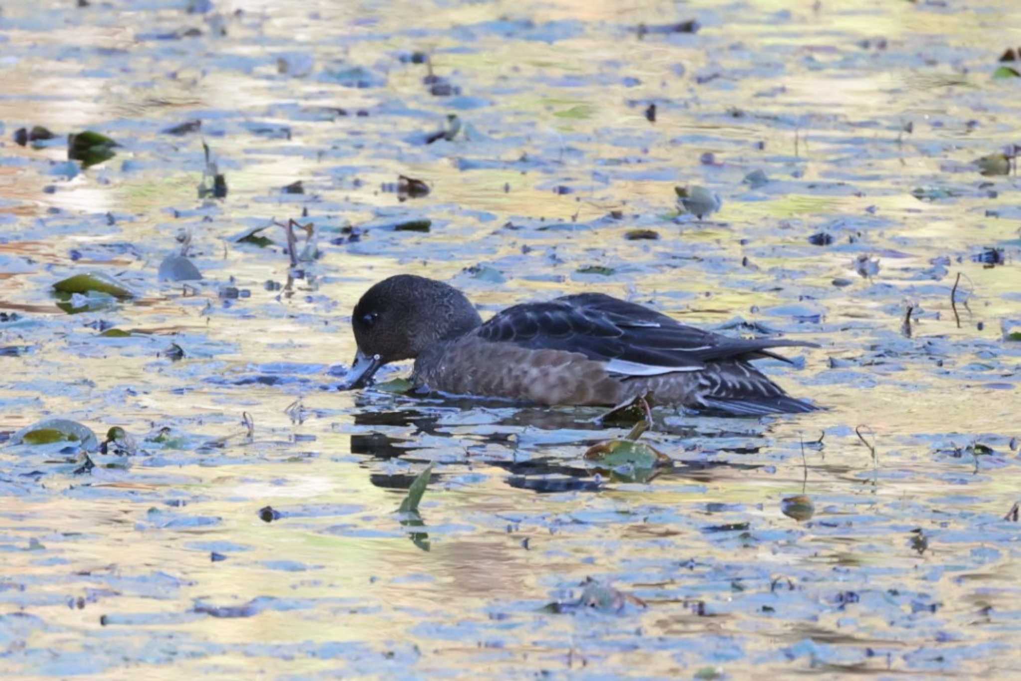 Eurasian Wigeon