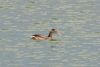 カイツブリ いなみ野水辺の里公園 2023年10月15日(日)