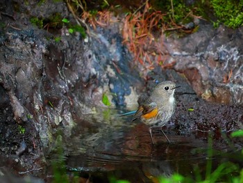 ルリビタキ 奥庭荘(富士山) 2017年7月8日(土)