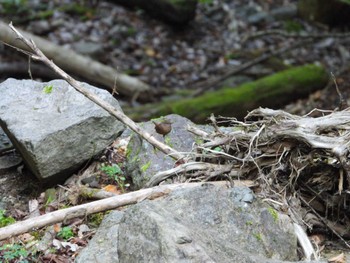 2023年10月26日(木) 早戸川林道の野鳥観察記録