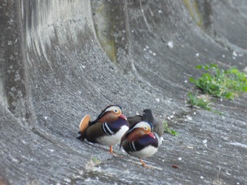 2023年10月26日(木) 相模原沈殿池の野鳥観察記録