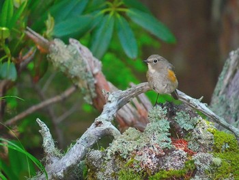 Red-flanked Bluetail Okuniwaso(Mt. Fuji) Sat, 7/8/2017