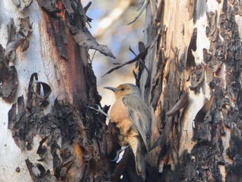 Rufous Treecreeper Dryandra Woodland, WA, Australia Wed, 10/11/2023