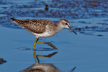 Wood Sandpiper Inashiki Sat, 10/14/2023