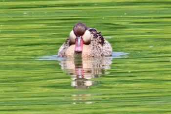 Red-billed Teal