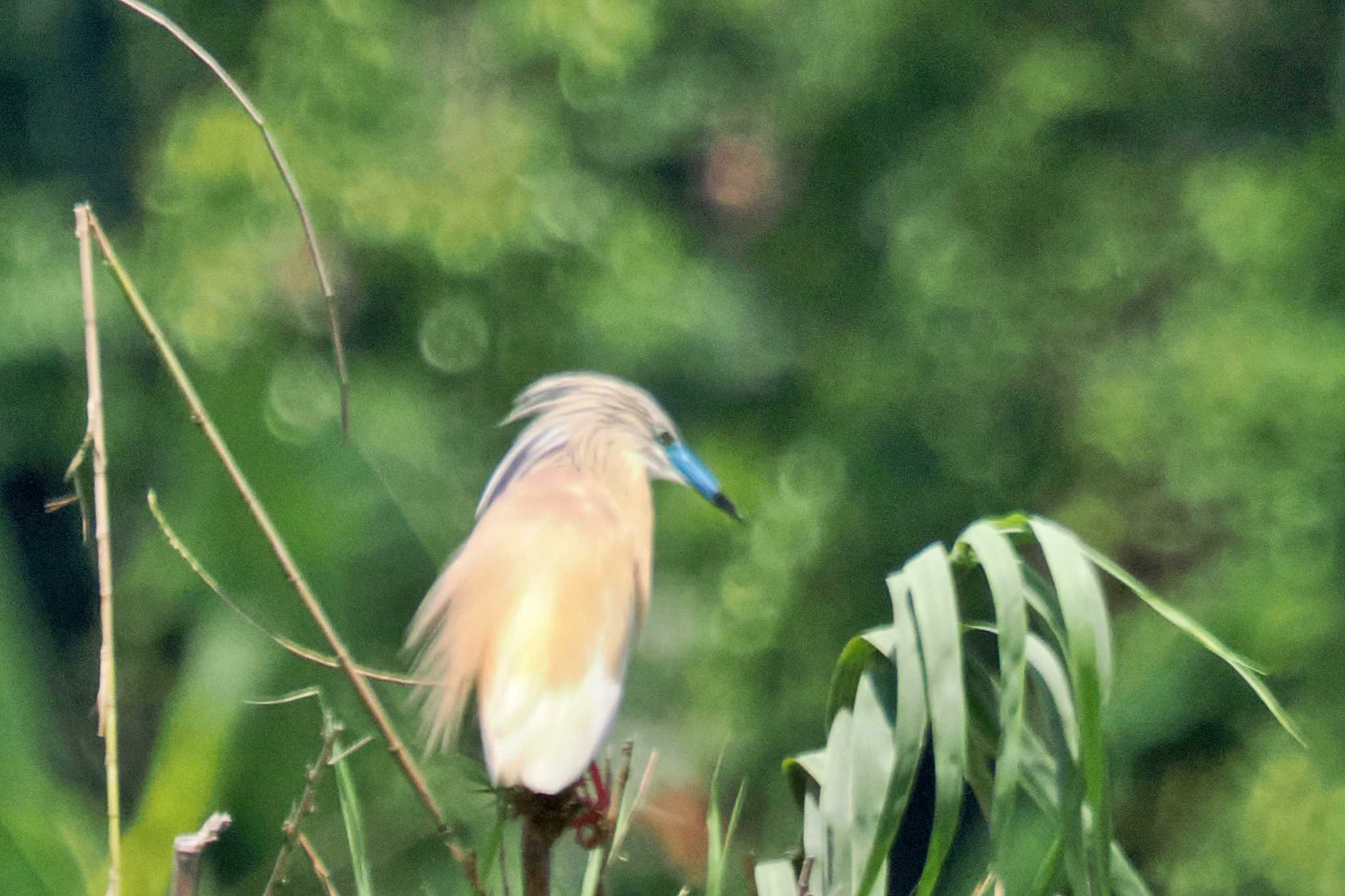 マダガスカル マダガスカルカンムリサギの写真 by 藤原奏冥