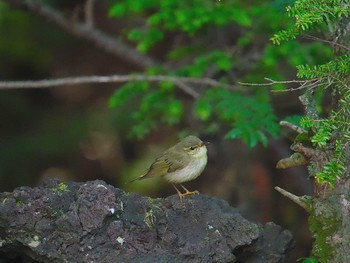 Japanese Leaf Warbler Okuniwaso(Mt. Fuji) Sat, 7/8/2017