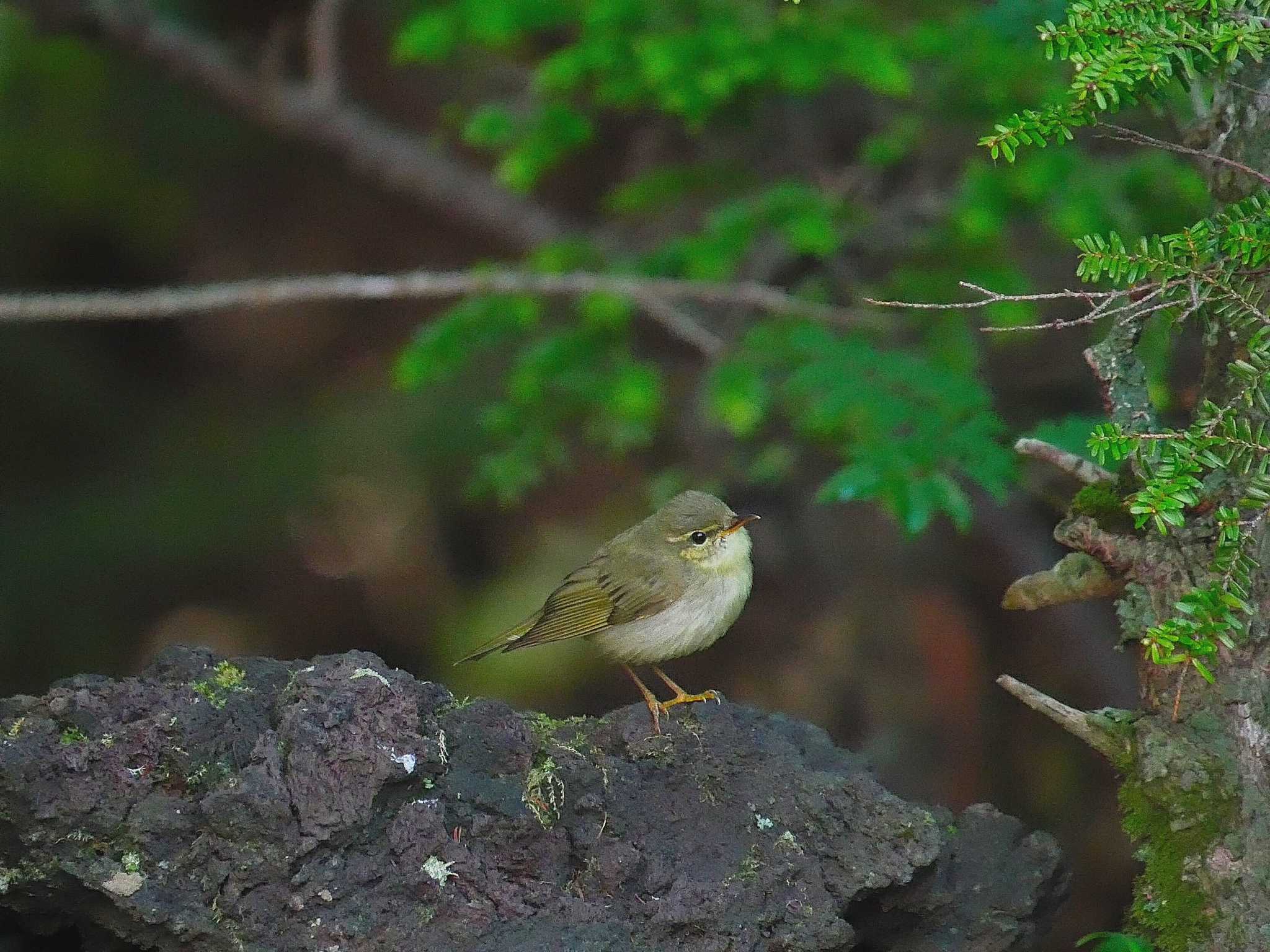 メボソムシクイ