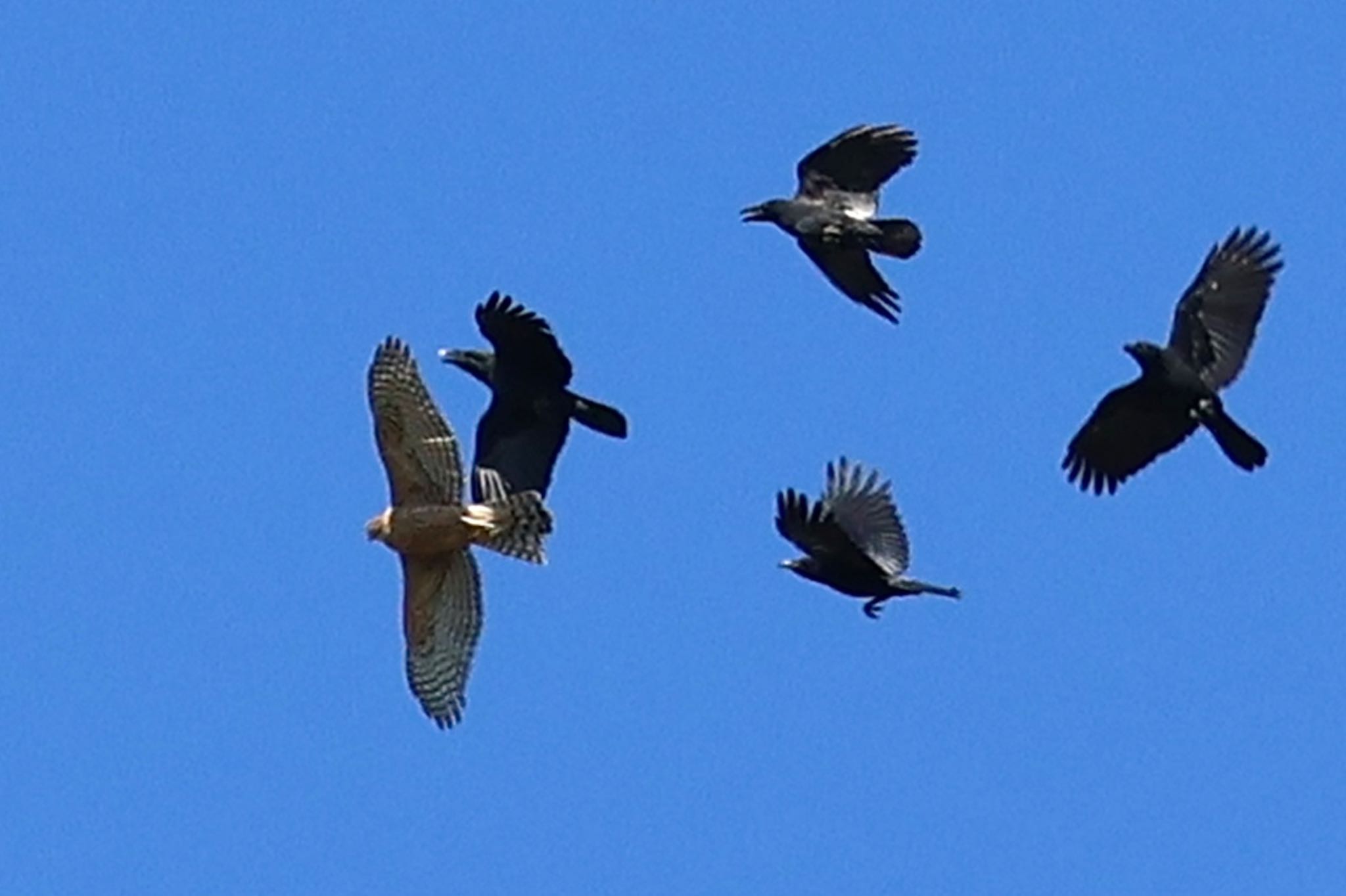 Large-billed Crow