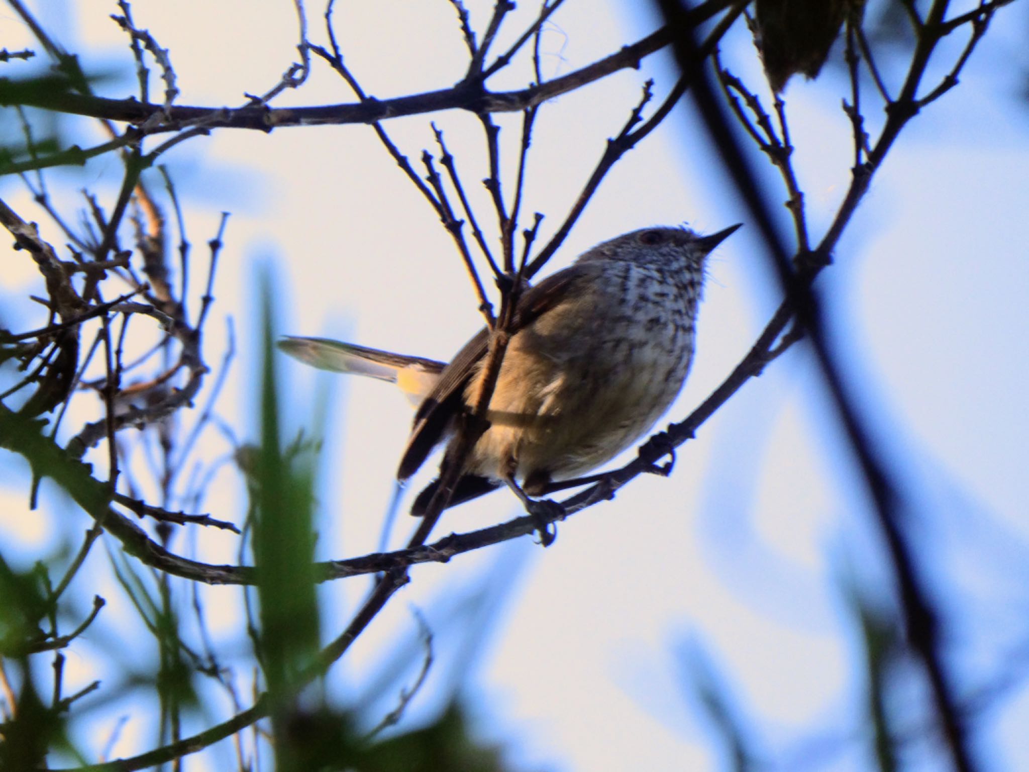 Lake Seppings, Albany, WA, Australia ヒロオトゲハシムシクイの写真 by Maki