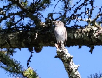 Dark-sided Flycatcher 飯綱高原大座法師池 Sun, 10/22/2023