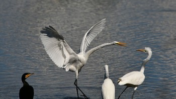 Great Egret(modesta)  磐田大池 Sun, 10/22/2023