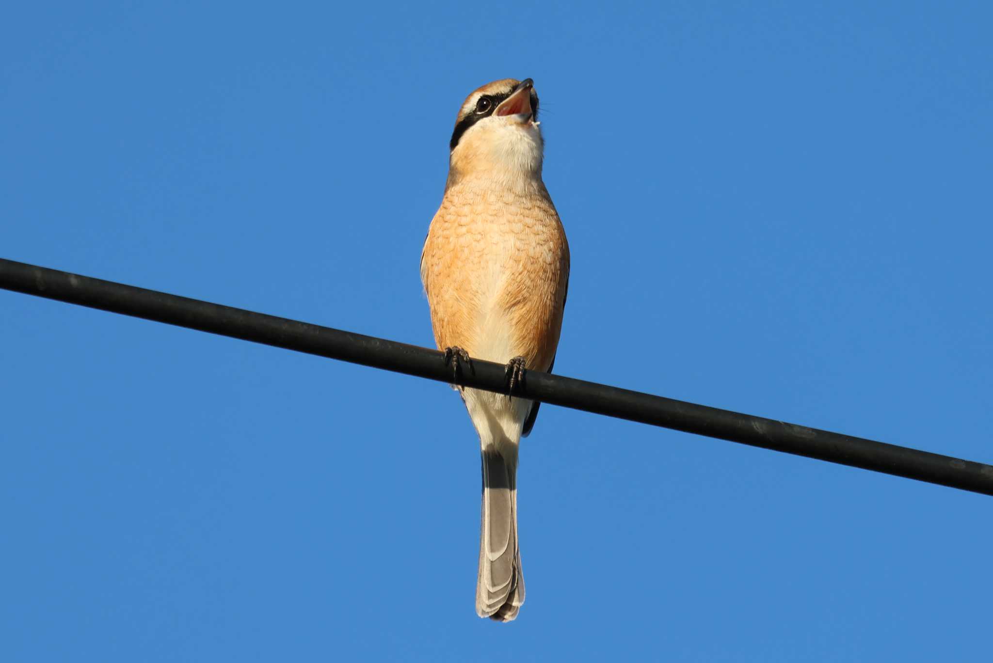 Photo of Bull-headed Shrike at Isanuma by ひろ