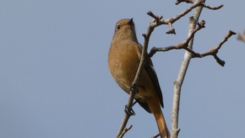 Daurian Redstart Nara Park Fri, 10/27/2023