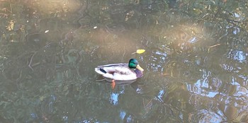 Mallard 宝来公園 Fri, 10/27/2023