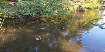 Mallard 宝来公園 Fri, 10/27/2023