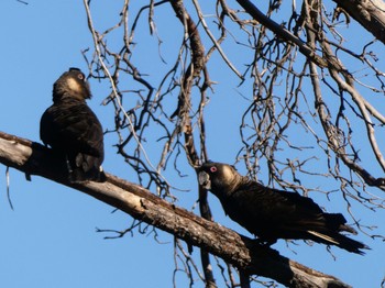 Carnaby's Black Cockatoo Lions Dryandra Woodland Village Wed, 10/11/2023